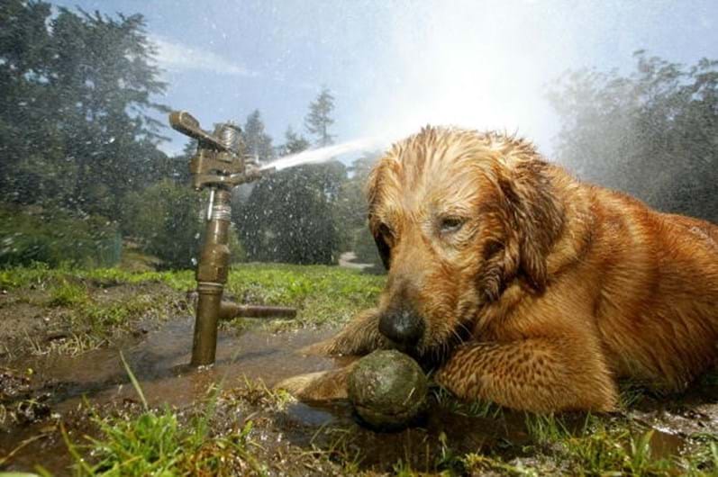 golden retriever weed farm